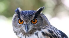 Luxembourg : le hibou grand-duc qui leur bloquait l’accès au travail était blessé et reprend des forces