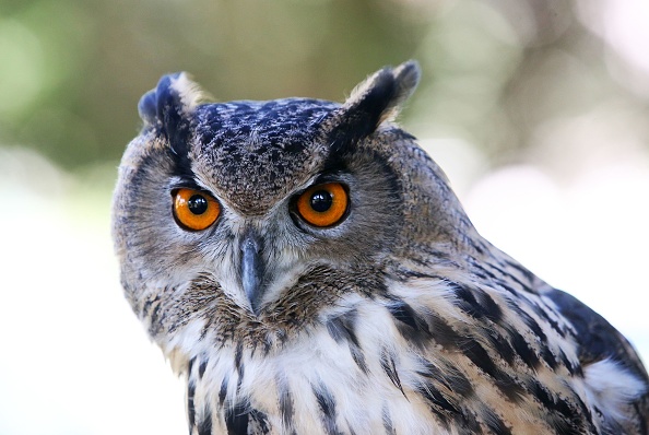 Un hibou grand-duc  (YASSER AL-ZAYYAT/AFP via Getty Images)