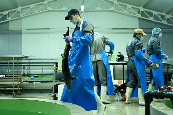 -Des ouvriers extraient du caviar d'esturgeons Aquatir dans la ville de Tiraspol, la capitale de la Transnistrie, le 14 septembre 2021. Photo de Sergueï GAPON / AFP via Getty Images.