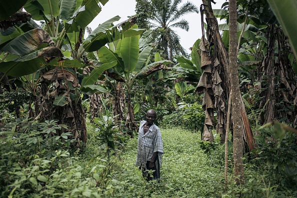 Un agriculteur se tient dans un champ de bananes et de cacao le 19 novembre 2020 à Mutwanga, au pied des monts Rwenzori.  Photo  Alexis HUGUET / AFP via Getty Images.