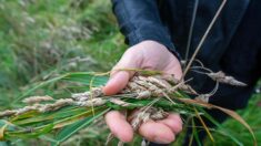 Tourcoing : une locataire écope de 120 euros d’amende pour ne pas avoir arraché des mauvaises herbes devant chez elle