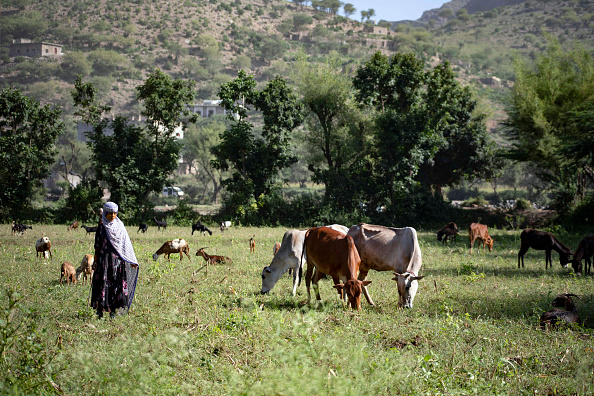 -Une jeune fille yéménite marche à côté de bétail dans un champ près de son village le 16 octobre 2021. Photo par AHMAD AL-BASHA/AFP via Getty Images.