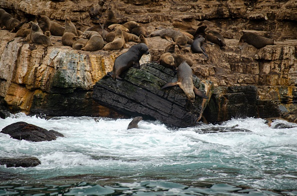 -Des phoques à Punta Choros, La Higuera, Chili, le 6 octobre 2021.  Le projet minier Dominga, et sa proximité avec l'archipel de Humboldt, composé de huit îles et îlots avec l'un des écosystèmes les plus riches au monde, a provoqué le rejet des organisations environnementales. Photo par Alberto PEÑA / AFP via Getty Images.