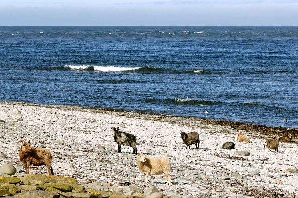 -Sur une petite île des Orcades en Écosse, des milliers de moutons grignotent joyeusement des algues tout l'hiver, le 7 septembre 2021. Photo par Adrian Dennis /AFP via Getty Images.