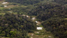 Un fossile de paresseux géant découvert en Guyane