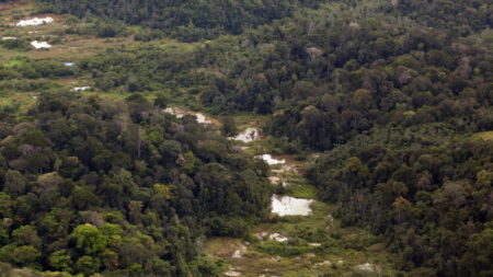 Un fossile de paresseux géant découvert en Guyane