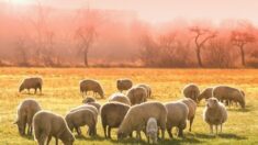 Un fermier demande à ses moutons de former un cœur pour dire adieu à sa tante décédée