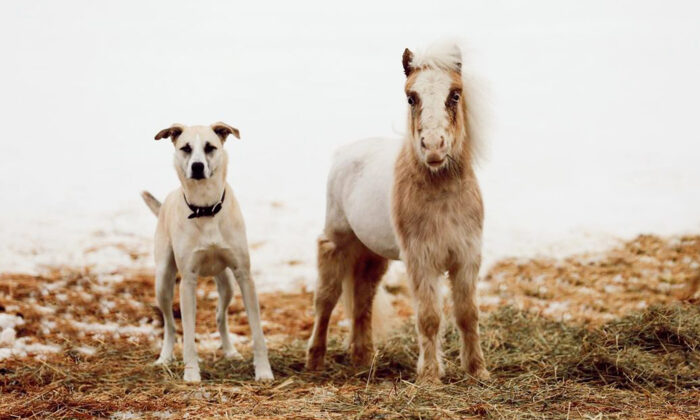 (Avec l'aimable autorisation de freedomrideequine)