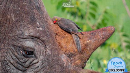 Un guide de safari prend une photo étonnante d’un petit oiseau qui câline la corne d’un rhinocéros au repos