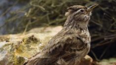 Des chasses traditionnelles d’oiseaux à nouveau autorisées dans plusieurs départements