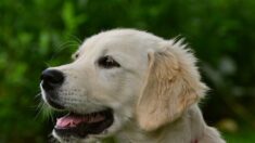 Pesto, chien d’éveil, accompagne son petit maître autiste à l’école