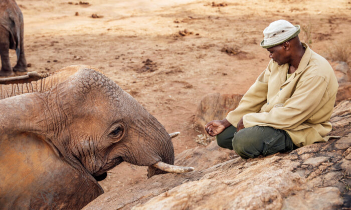 (Avec l'aimable autorisation de Sheldrick Wildlife Trust)