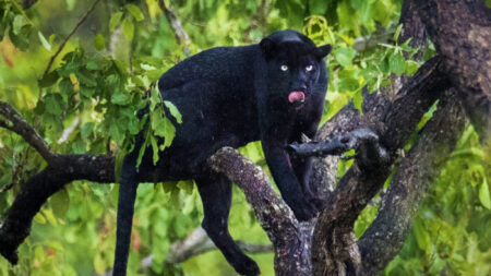 Un photographe animalier capture un léopard noir après deux ans de traque, les photos sont incroyables !