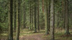 Strasbourg : des riverains se mobilisent contre la destruction du bois de Bussière par la mairie écologiste