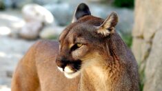 Pas-de-Calais : le « grand félin » recherché depuis une semaine serait un puma