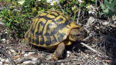 Var : l’accès à la Réserve naturelle de la plaine des Maures est désormais interdit