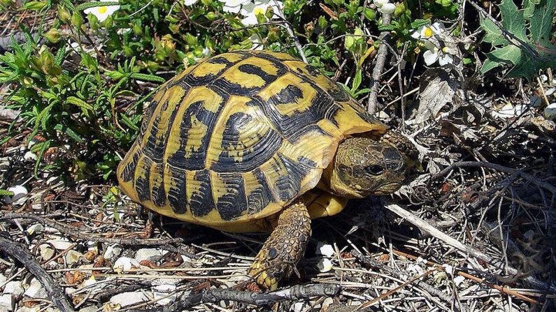 Une tortue d'Hermann - Par Orchi — Photographie personnelle, CC BY-SA 3.0, https://commons.wikimedia.org/w/index.php?curid=1016717