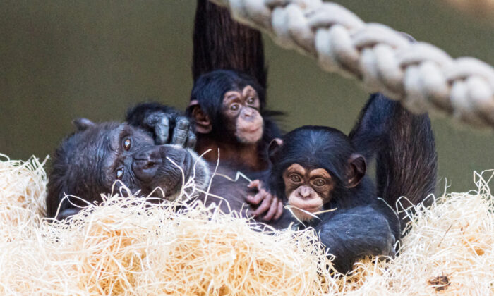 Avec l'aimable autorisation du zoo de Bâle