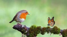 Les leçons de vie des oiseaux