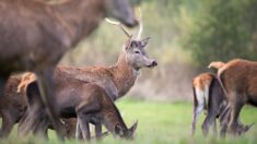 Un cerf et des biches se baladent dans le village de Rougegoutte dans le Territoire de Belfort