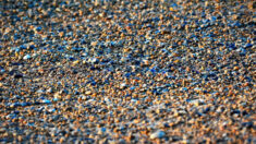 Pouvez-vous repérer l’oiseau camouflé parmi les galets de cette plage (et identifier de quelle espèce il s’agit) ?