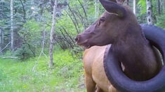 Des agents de la faune repèrent un élan avec un pneu autour du cou depuis deux ans et l’en débarrassent