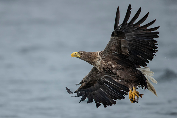 Un aigle de mer à queue blanche. (Dan Kitwood/Getty Images)