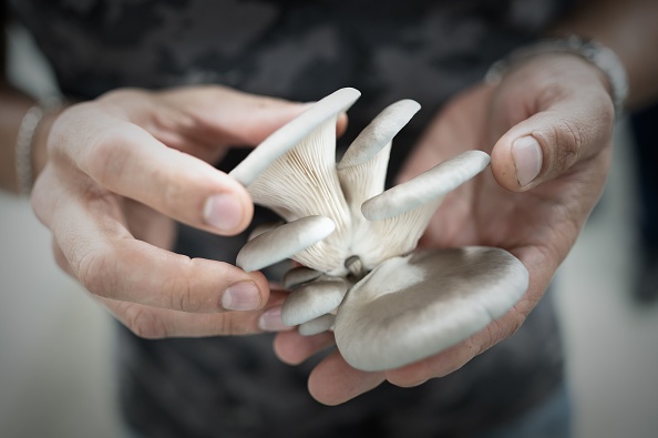 -Simone Zanoni, chef d'origine italienne du restaurant étoilé Michelin Le George du Four Seasons Hôtel George V à Paris, tient des champignons fraîchement cueillis dans la champignonnière préférée du restaurant à Saint-Nom-la-Bretèche, le 12 septembre 2019. Photo de Philippe LOPEZ / AFP via Getty Images.