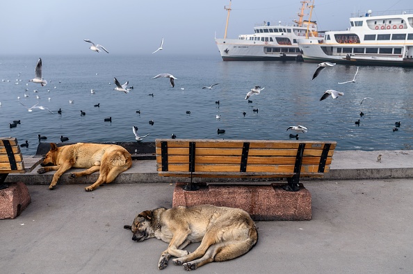 (Photo by BULENT KILIC/AFP via Getty Images)