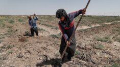 En Irak, la sécheresse pousse les agriculteurs à quitter les champs