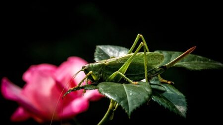 Le criquet migrateur autorisé dans les assiettes des Européens