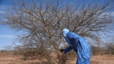 Au Niger, la Grande muraille verte avance à petits pas