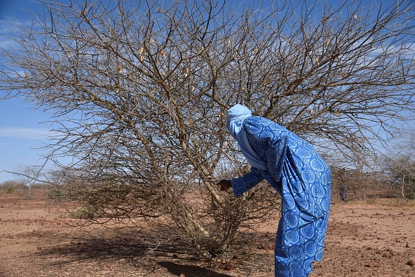 Un agriculteur nigérien récolte des cabosses d'acacias sur le site de la Grande Muraille Verte, au nord de Niamey, le 13 novembre 2021. Photo de BOUREIMA HAMA / AFP via Getty Images.