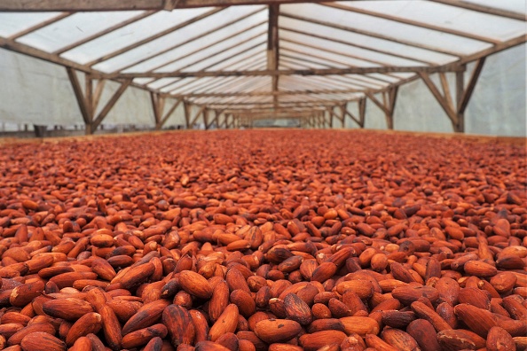 Vue générale du séchage des fèves de cacao sur la plantation Diogo Vaz à Sao Tomé le 19 novembre 2021. Photo par Adrien Marotte / AFP via Getty Images.