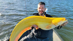 Un pêcheur allemand attrape un poisson-chat jaune vif extrêmement rare