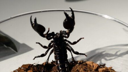 À la suite de fortes pluies dans le sud de l’Égypte, un essaim de scorpions provoque la mort de trois personnes et en blesse des centaines d’autres