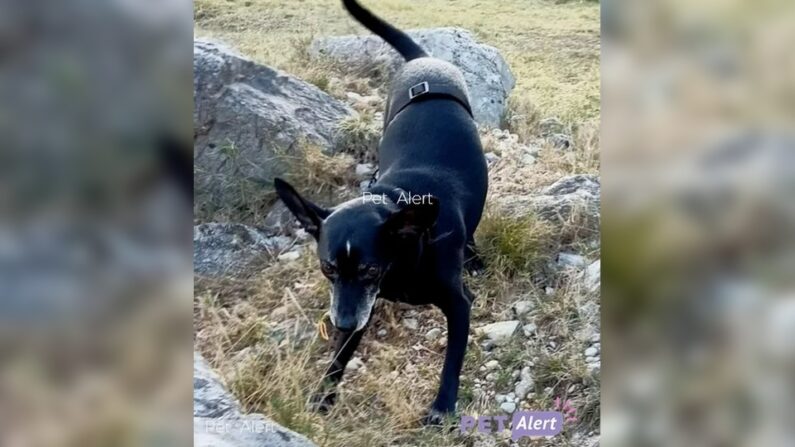 Spirou - Photo de Pet Alert Loire