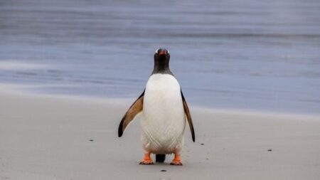 Un manchot débarque sans qu’on puisse l’expliquer en Nouvelle-Zélande après avoir parcouru 3000 km