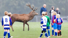 Des enfants jouant un match de football stupéfaits de voir un cerf sauter par-dessus la clôture pour les rejoindre