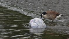 La Métropole Rouen Normandie installe des filets antidéchets pour protéger la Seine