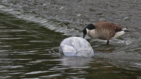 La Métropole Rouen Normandie installe des filets antidéchets pour protéger la Seine