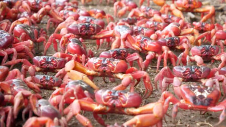 Formant une mer écarlate, des dizaines de millions de crabes rouges traversent l’île Christmas pour aller frayer dans l’océan