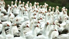 Maltraitance animale : L214 dépose une plainte contre un élevage de canards en Mayenne