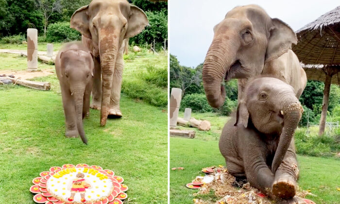 (Avec l'aimable autorisation du Samui Elephant Haven)