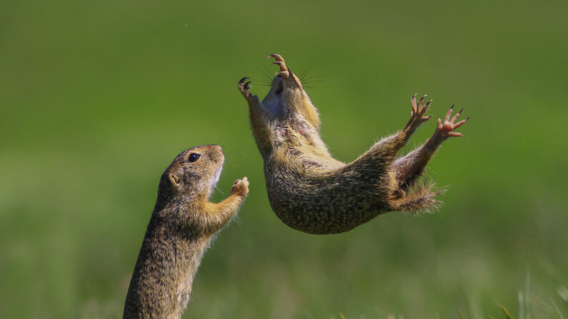 (Avec l'aimable autorisation de Roland Kranitz/Comedy Wildlife PhotographyAwards 2021)