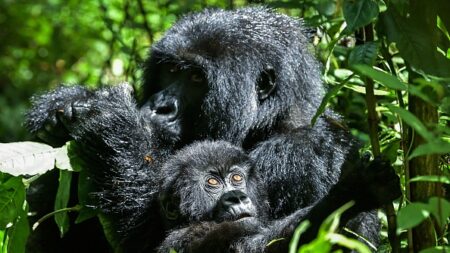 Trop de gorilles? Au Rwanda, les grands singes à l’étroit