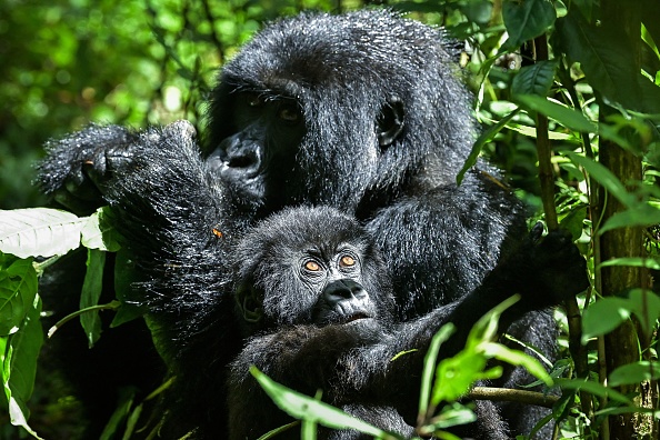 Une femelle gorille de montagne se trouve entre des plantes avec son bébé dans le parc national des volcans, au Rwanda, le 29 octobre 2021. Photo de Simon MAINA / AFP via Getty Images.