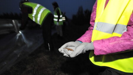 Côtes d’Armor : une route ferme pour protéger tritons, grenouilles et crapauds