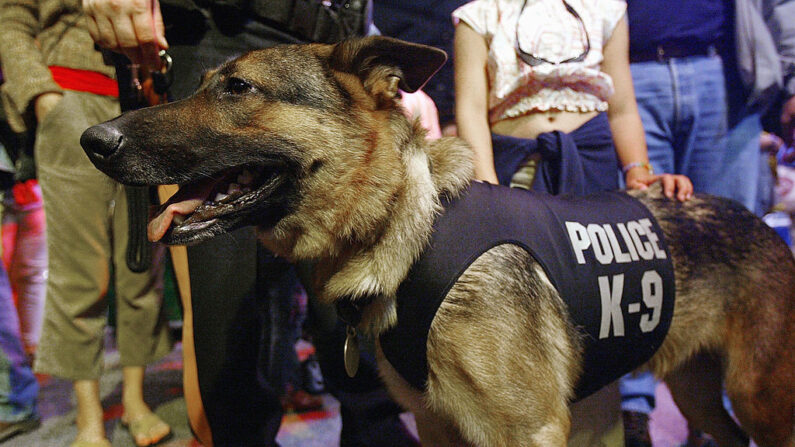 Chien policier en patrouille. (Spencer Platt/Getty Images)