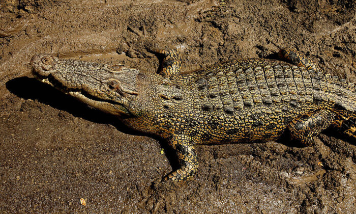 Un crocodile marin allongé au soleil sur les rives de la rivière Adelaide, près de Darwin, dans le Territoire du Nord de l'Australie, le 2 septembre 2008. Greg Wood/AFP via Getty Images)
